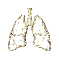 Illustration of lungs representing the influence of smoking on IL-33 pathway expression in chronic obstructive pulmonary disease (COPD).