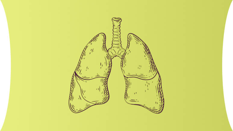 Illustration of lungs representing the role of IL-33 in chronic obstructive pulmonary disease (COPD) and its involvement in the inflammatory response.