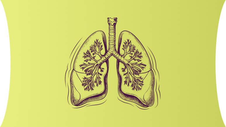Illustration of human lungs accompanying a question about dysregulated IL-33 signalling in chronic obstructive pulmonary disease (COPD).