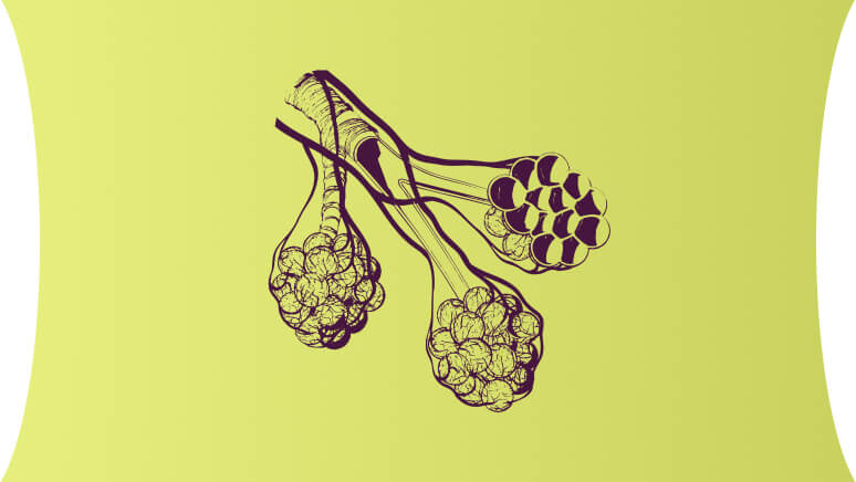 Illustration of the airway and alveoli representing potential signs of dysregulated IL-33 signalling in patients with chronic obstructive pulmonary disease (COPD).